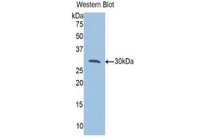 Western Blotting (WB) image for anti-VAMP (Vesicle-Associated Membrane Protein)-Associated Protein A, 33kDa (VAPA) (AA 1-249) antibody (ABIN1078660) (VAPA antibody  (AA 1-249))