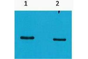 Western Blotting (WB) image for anti-SRT Tag antibody (ABIN3178707) (SRT Tag antibody)
