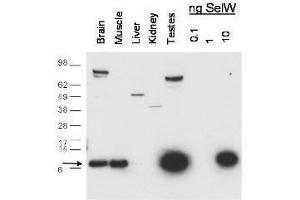Western blot using  anti-SelW antibody shows detection of endogenous SelW in mouse brain, muscle and testes lysates. (Selenoprotein W antibody)