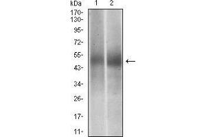Western blot analysis using PTPN1 mouse mAb against Jurkat (1), MCF-7 (2) cell lysate.