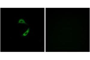 Immunofluorescence analysis of A549 cells, using OR10G9 Antibody.