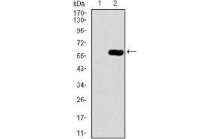 Western Blotting (WB) image for anti-Dynactin 4 (DCTN4) (AA 57-298) antibody (ABIN1843394) (Dynactin 4 antibody  (AA 57-298))