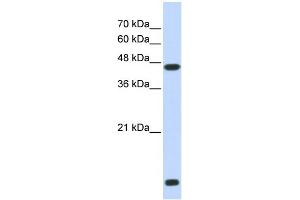 WB Suggested Anti-HDAC8 Antibody Titration:  0. (HDAC8 antibody  (N-Term))
