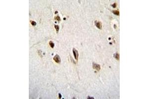 Immunohistochemistry analysis in formalin fixed and paraffin embedded human brain tissue reacted with Musashi-1 Antibody (N-term) followed by peroxidase conjugation of the secondary antibody and DAB staining. (MSI1 antibody  (N-Term))