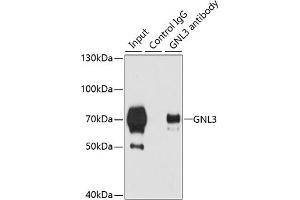 Immunoprecipitation analysis of 200 μg extracts of 293T cells using 3 μg GNL3 antibody (ABIN6130343, ABIN6141249, ABIN6141250 and ABIN6222113). (Nucleostemin antibody  (AA 1-240))