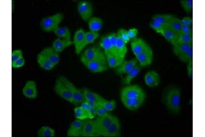 Immunofluorescence staining of HepG2 cells with ABIN7164858 at 1:133, counter-stained with DAPI.