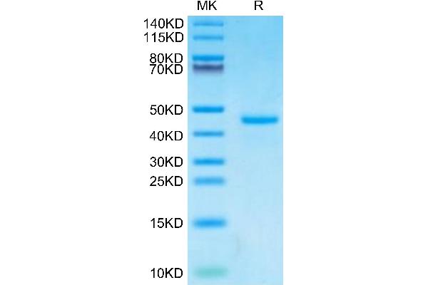 PTH Protein (AA 32-115) (Fc Tag)