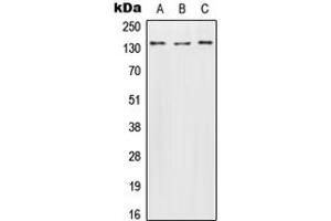 Western blot analysis of Contactin 2 expression in HeLa (A), SP2/0 (B), H9C2 (C) whole cell lysates. (CNTN2 antibody  (N-Term))