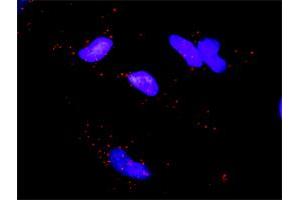 Proximity Ligation Analysis of protein-protein interactions between MAPKAPK5 and EIF4EBP1. (MAPKAP Kinase 5 antibody  (AA 1-471))
