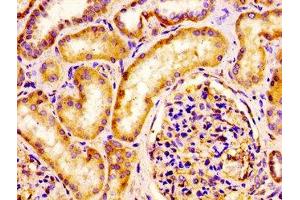 IHC image of ABIN7157026 diluted at 1:100 and staining in paraffin-embedded human kidney tissue performed on a Leica BondTM system.
