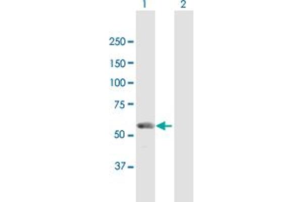 UTP18 antibody  (AA 1-521)