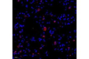 Immunofluorescence of paraffin embedded mouse lung using colEC12 (ABIN7073552) at dilution of 1:650 (400x lens) (COLEC12 antibody)