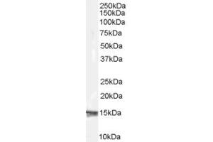 ABIN185519 (0. (RPS19 antibody  (Internal Region))