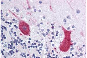 Anti-MARK1 antibody  ABIN1049038 IHC staining of human brain, cerebellum. (MARK1 antibody  (Internal Region))