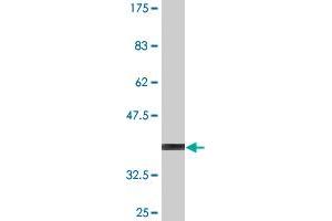 Western Blot detection against Immunogen (36. (SMAD7 antibody  (AA 160-260))