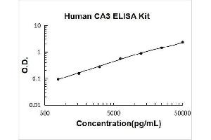 Carbonic Anhydrase III (CA3) ELISA Kit