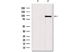 Western blot analysis of extracts from mouse brain, using GSN Antibody. (Gelsolin antibody  (C-Term))