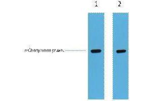 Western Blotting (WB) image for anti-mCherry Fluorescent Protein antibody (ABIN3178733) (mCherry antibody)