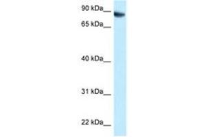 Image no. 1 for anti-Family with Sequence Similarity 129, Member B (FAM129B) (C-Term) antibody (ABIN6747899) (MEG3 antibody  (C-Term))