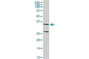 XAF1 MaxPab rabbit polyclonal antibody. (XAF1 antibody  (AA 1-301))