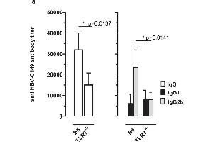 ELISA image for Rabbit anti-Mouse IgG2b antibody (HRP) (ABIN102401)