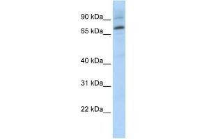 WB Suggested Anti-ELF1 Antibody Titration:  0. (ELF1 antibody  (Middle Region))