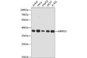 MRPS31 antibody