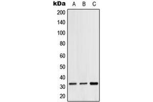 Western blot analysis of Hydrophobestin expression in HeLa (A), SP2/0 (B), H9C2 (C) whole cell lysates. (CGREF1 antibody  (C-Term))