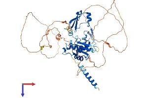 AlphaFold protein structure predicition of Mouse Recombinant Sprtn Protein, UniprotID G3X912 (Spartan Protein (AA 1-497) (His tag))