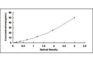 ELISA image for Thioredoxin Reductase 1 (TXNRD1) ELISA Kit (ABIN431461)