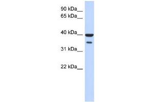WB Suggested Anti-ZNF785 Antibody Titration:  0. (ZNF785 antibody  (N-Term))