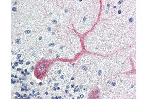 Anti-BIRC7 / Livin antibody IHC of human brain, cerebellum. (BIRC7 antibody  (AA 264-280))