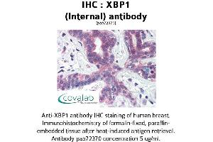 Image no. 1 for anti-X-Box Binding Protein 1 (XBP1) (AA 358-372) antibody (ABIN1740861) (XBP1 antibody  (AA 358-372))