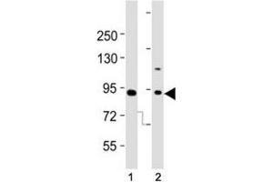 Western blot testing of Dnmt3b antibody at 1:2000 dilution. (DNMT3B antibody  (AA 389-417))