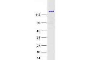 Validation with Western Blot (EPRS Protein (Myc-DYKDDDDK Tag))