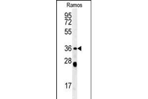 NCF1 Antibody (N-term) (ABIN652063 and ABIN2840531) western blot analysis in Ramos cell line lysates (35 μg/lane). (NCF1 antibody  (N-Term))