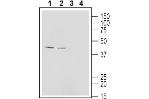 Western blot analysis of mouse J774 macrophage cell line lysate (lanes 1 and 3) and  rat aortic endothelial cells lysate (lanes 2 and 4):1-2.