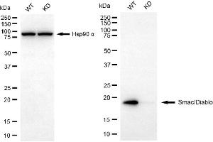 Western blotting analysis using Smac/Diablo antibody (ABIN7800284).