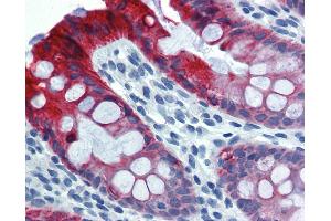 Anti-KRT18 / Cytokeratin 18 antibody IHC of human colon.