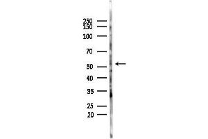 Western blot analysis of lysates from COLO205 cells(heat-shock,45 min treatment), using GPR89A Antibody at 1/1000 dilution. (GPR89A antibody  (Internal Region))