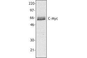 Western Blotting (WB) image for anti-Myc Proto-Oncogene protein (MYC) antibody (ABIN2666319) (c-MYC antibody)