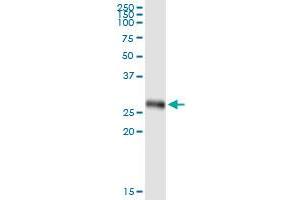 Immunoprecipitation of IFIH1 transfected lysate using anti-IFIH1 MaxPab rabbit polyclonal antibody and Protein A Magnetic Bead , and immunoblotted with IFIH1 purified MaxPab mouse polyclonal antibody (B01P) . (IFIH1 antibody  (AA 1-221))