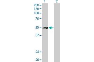 Western Blot analysis of NR2E3 expression in transfected 293T cell line by NR2E3 MaxPab polyclonal antibody. (NR2E3 antibody  (AA 1-410))