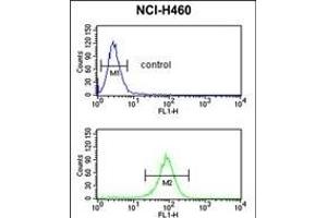 EXOC5 Antibody (C-term) (ABIN652954 and ABIN2842609) flow cytometric analysis of NCI- cells (bottom histogram) compared to a negative control cell (top histogram). (EXOC5 antibody  (C-Term))