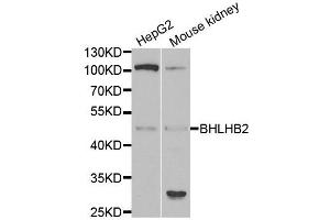 Western blot analysis of extracts of HepG2 and mouse kidney cell lines, using BHLHE40 antibody.