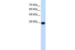 Western Blotting (WB) image for anti-Pirin (PIR) antibody (ABIN2460778)