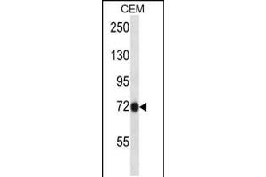 Western blot analysis in CEM cell line lysates (35ug/lane). (CNNM4 antibody  (C-Term))
