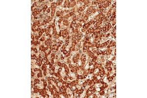 Immunohistochemical analysis of paraffin-embedded human liver tissue using D performed on the Leica® BOND RXm. (ATG7 antibody  (C-Term))