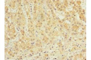 Immunohistochemistry of paraffin-embedded human adrenal gland tissue using ABIN7162366 at dilution of 1:100 (OXR1 antibody  (AA 401-600))