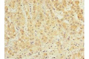 Immunohistochemistry of paraffin-embedded human adrenal gland tissue using ABIN7162366 at dilution of 1:100